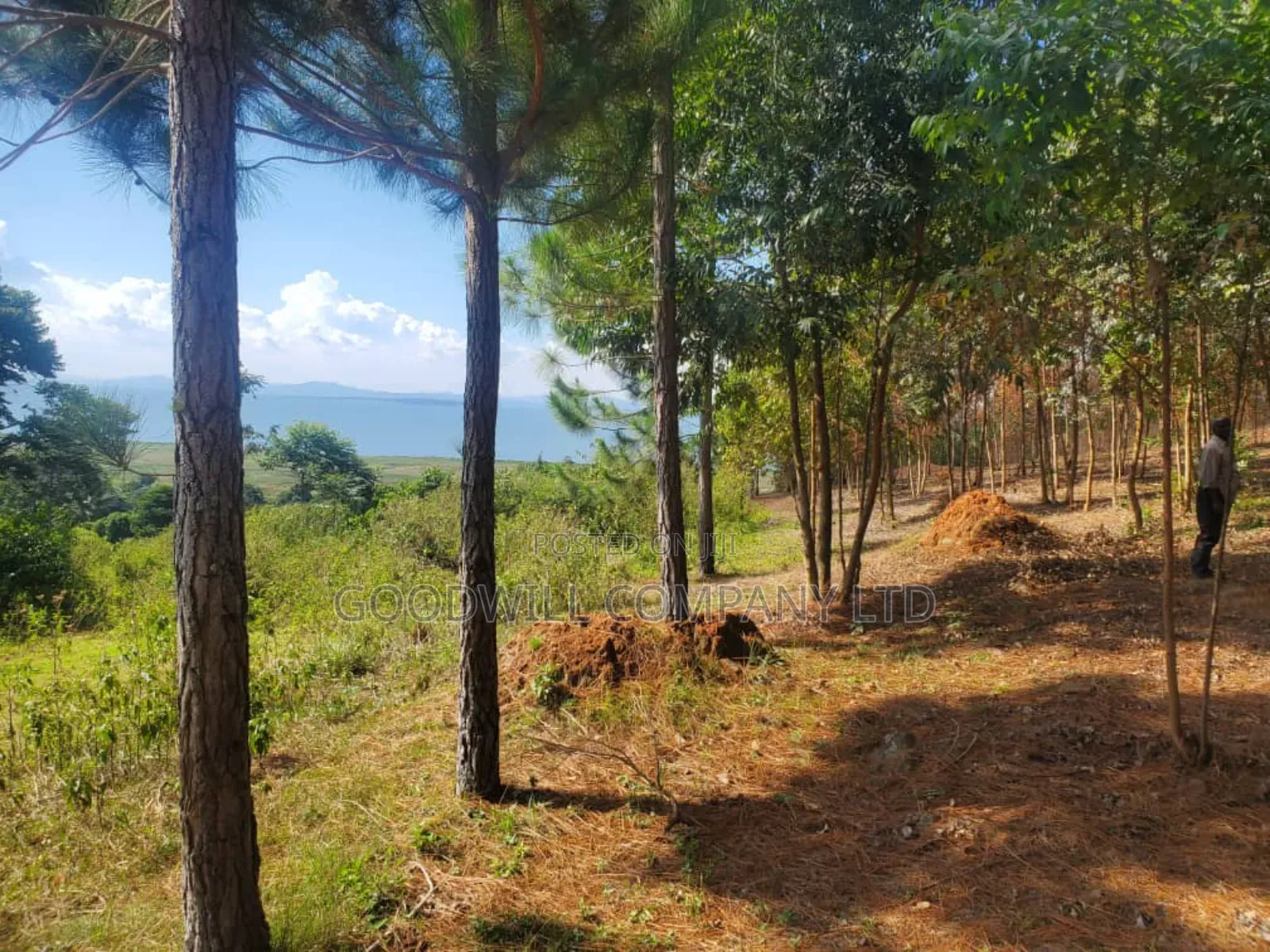 20 Acres of Land in Mpunge Nkokonjeru Mukono-Katosi Road