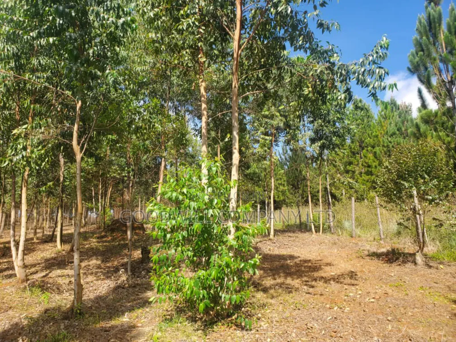 20 Acres of Land in Mpunge Nkokonjeru Mukono-Katosi Road