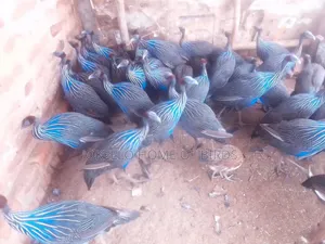 Vulitrine Guinea Fowlz for Sell