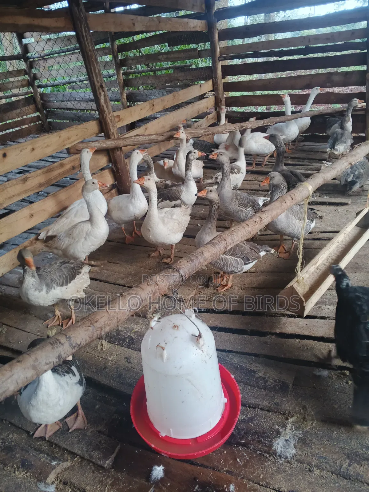 Geese for Sell