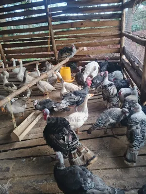 2 Geese and 2 Turkeys for Sell