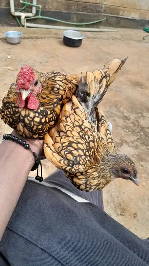 Seabright Golden Chicken for Sell