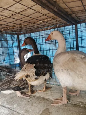2 Female and 1 Male Geese for Sell