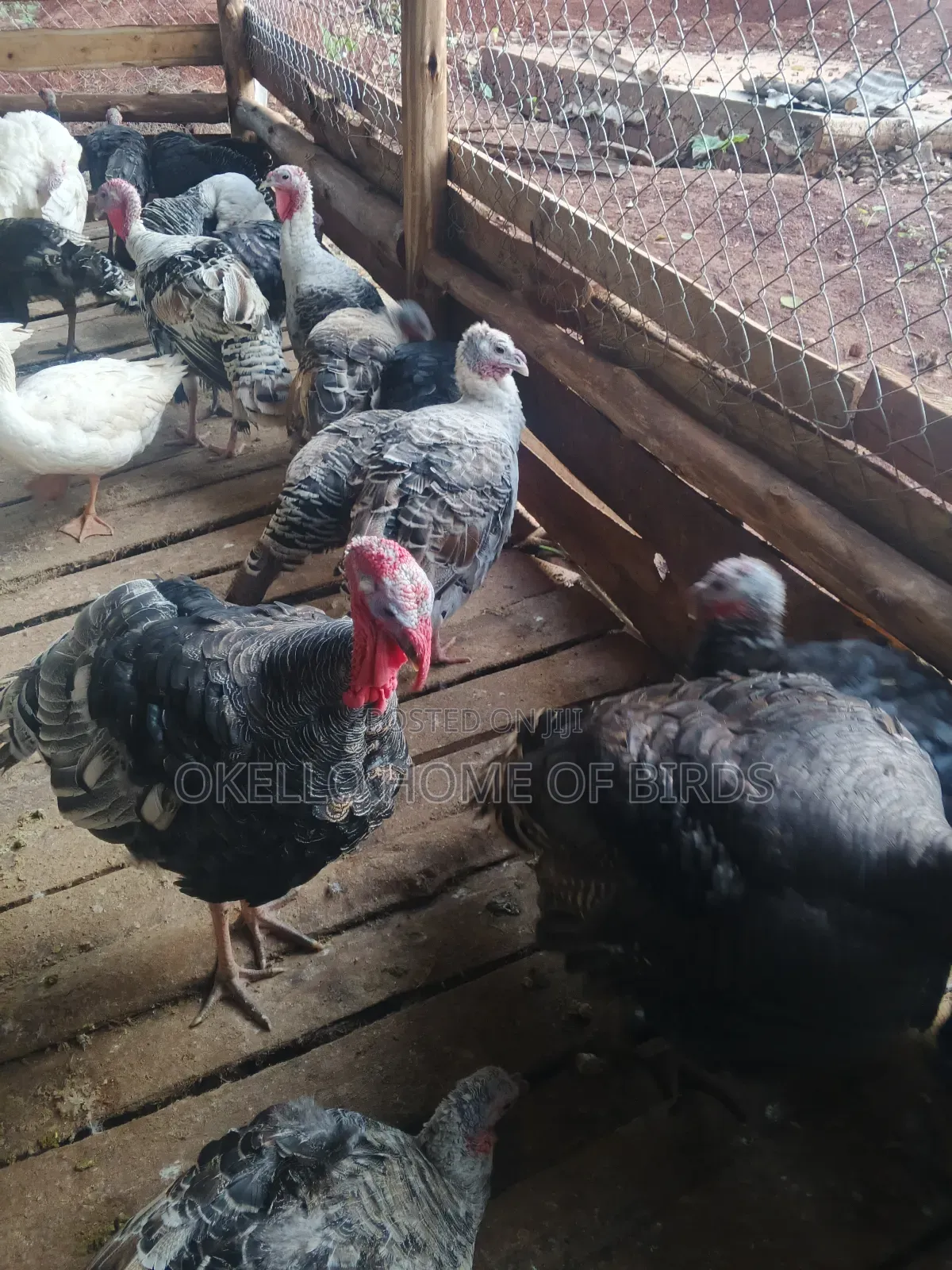 Male and Female Turkey for Sell