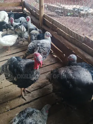 Male and Female Turkey for Sell