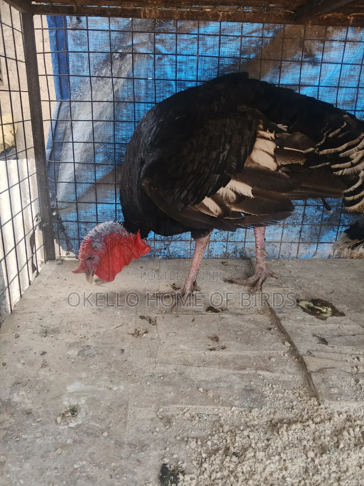 Male Turkey for Meat