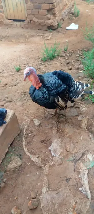 Male Turkey for Meat