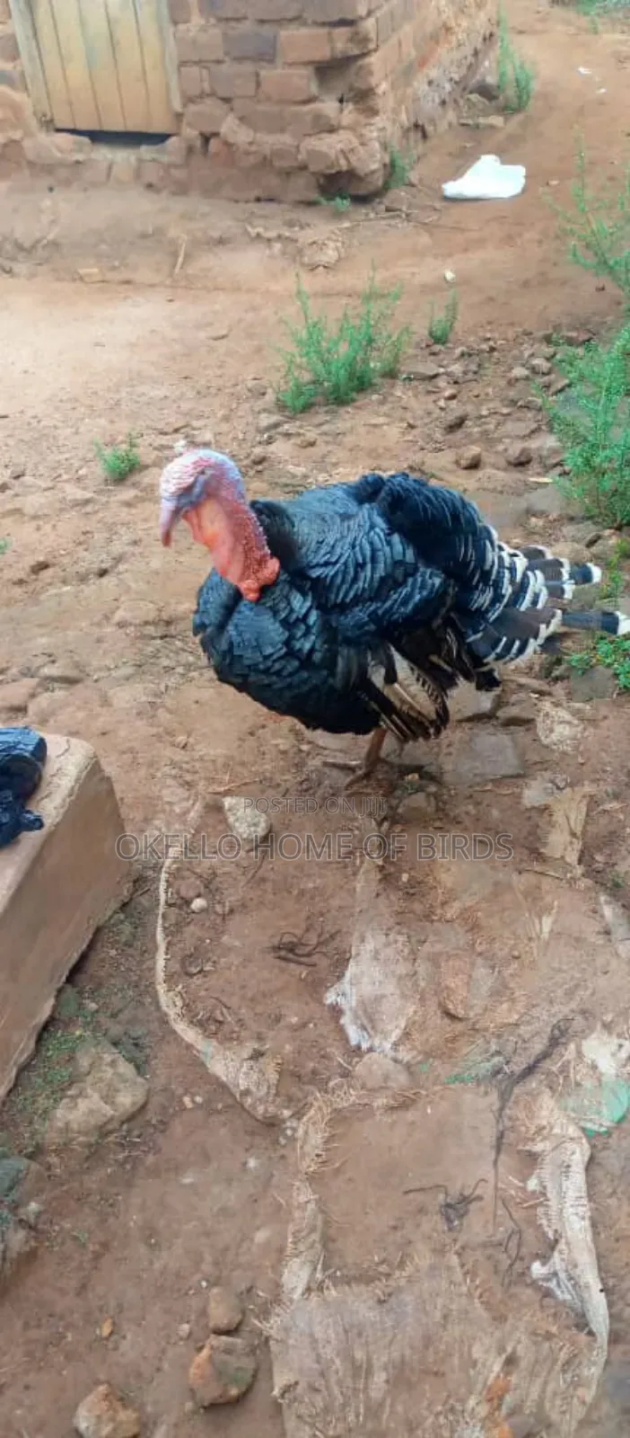 Male Turkey for Meat