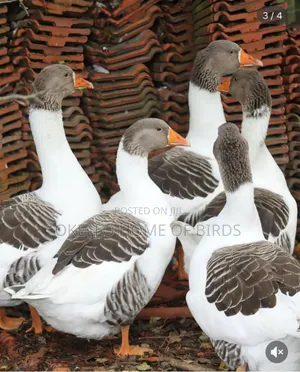 3 Female and 2 Male Geese for Sell