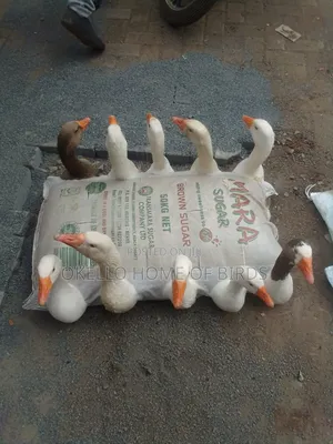 10 Geese for Rehoming