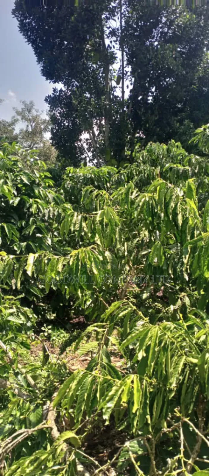 14 Acres of Land in Nakatete Kikyuusa