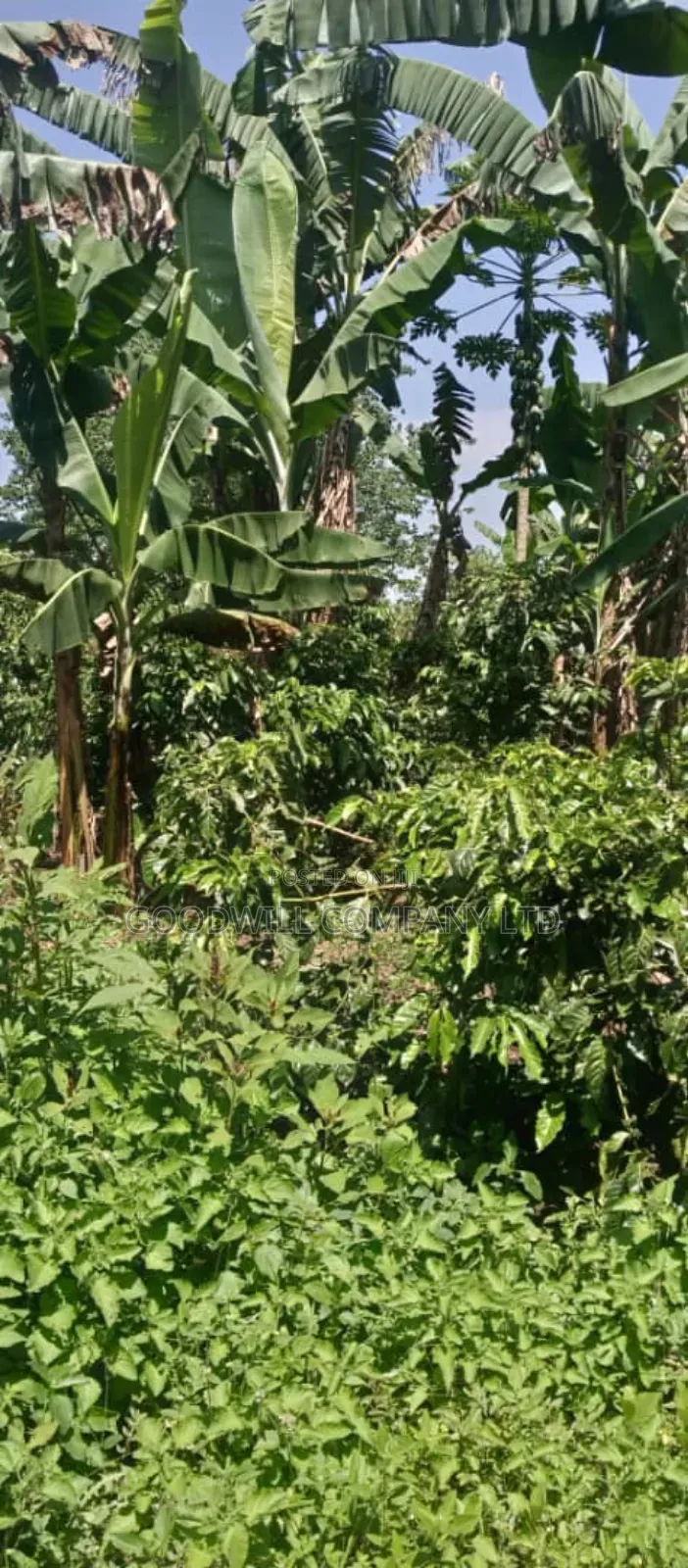 14 Acres of Land in Nakatete Kikyuusa