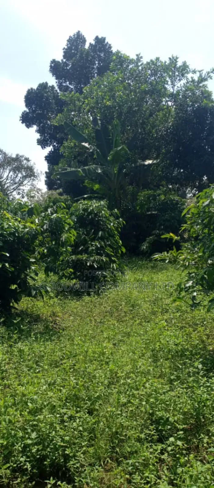 14 Acres of Land in Nakatete Kikyuusa