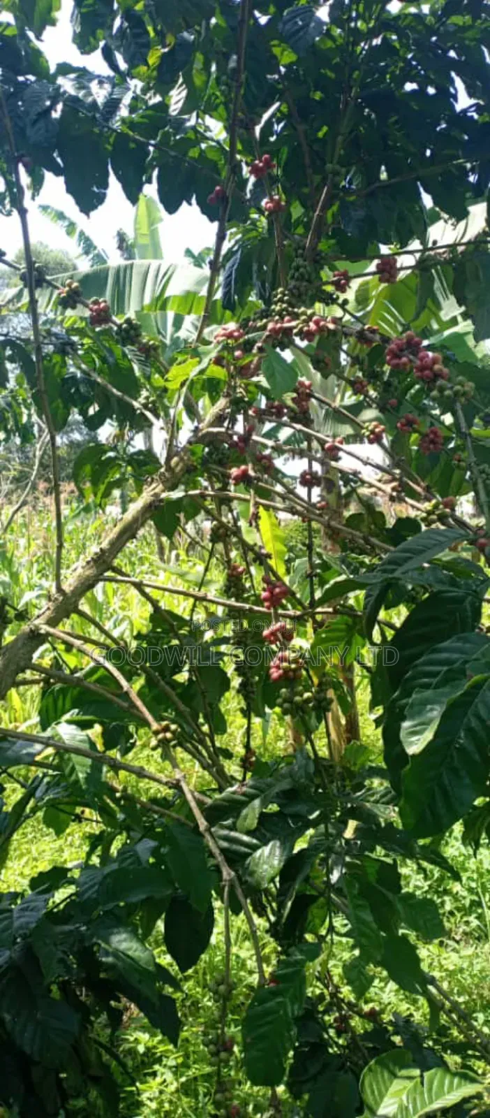 14 Acres of Land in Nakatete Kikyuusa