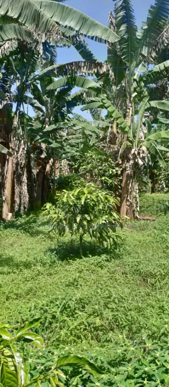 14 Acres of Land in Nakatete Kikyuusa