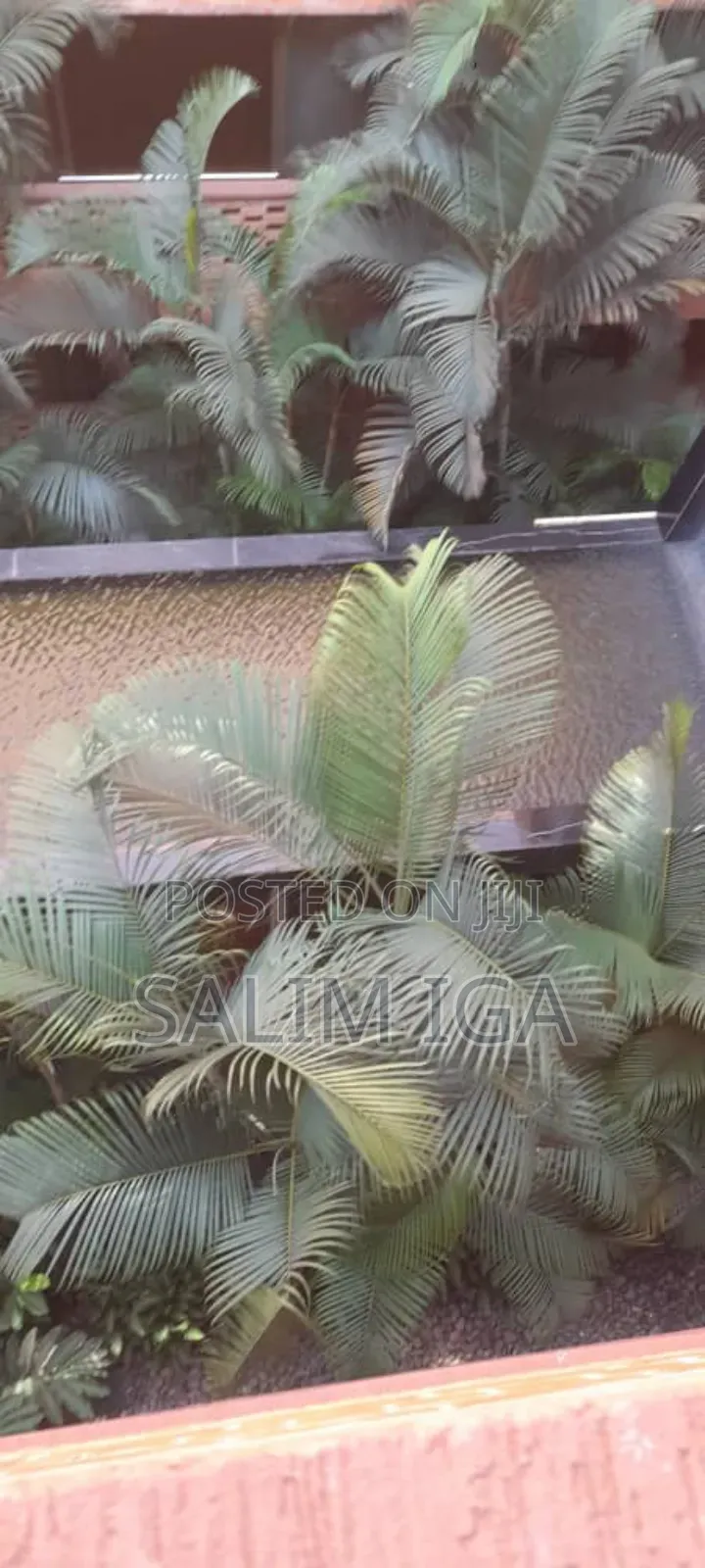 3bdrm Apartment in Kololo Property, Central Division for rent