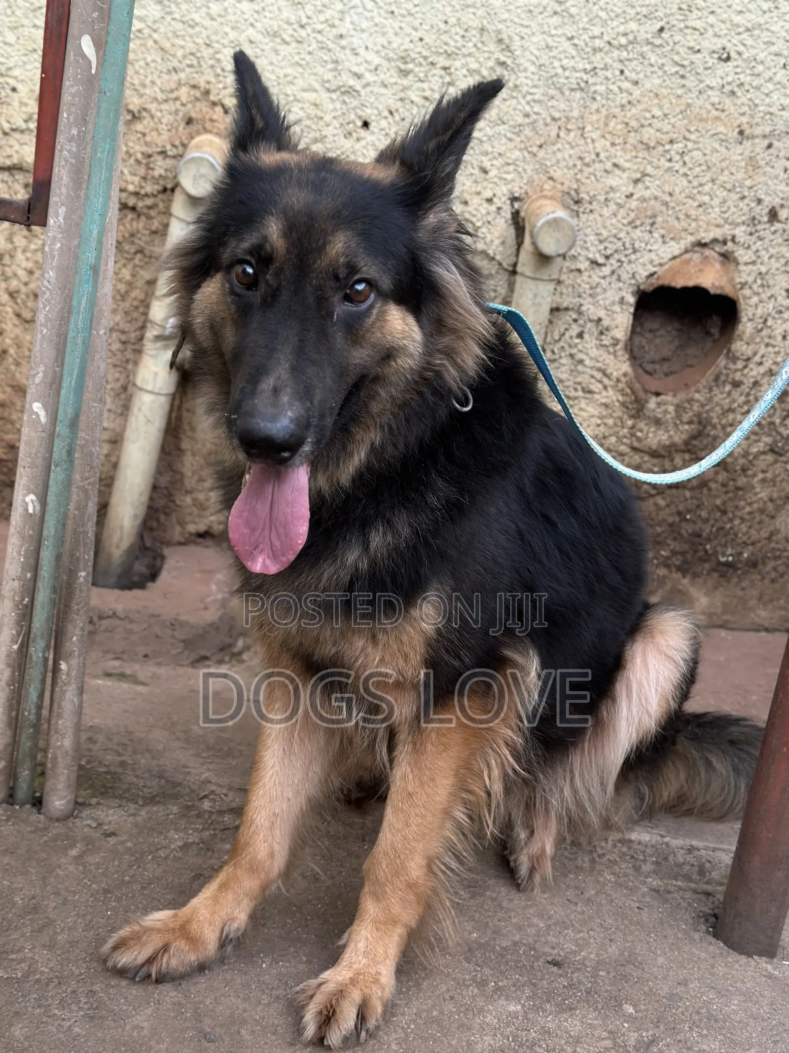 6-12 months Male Purebred German Shepherd