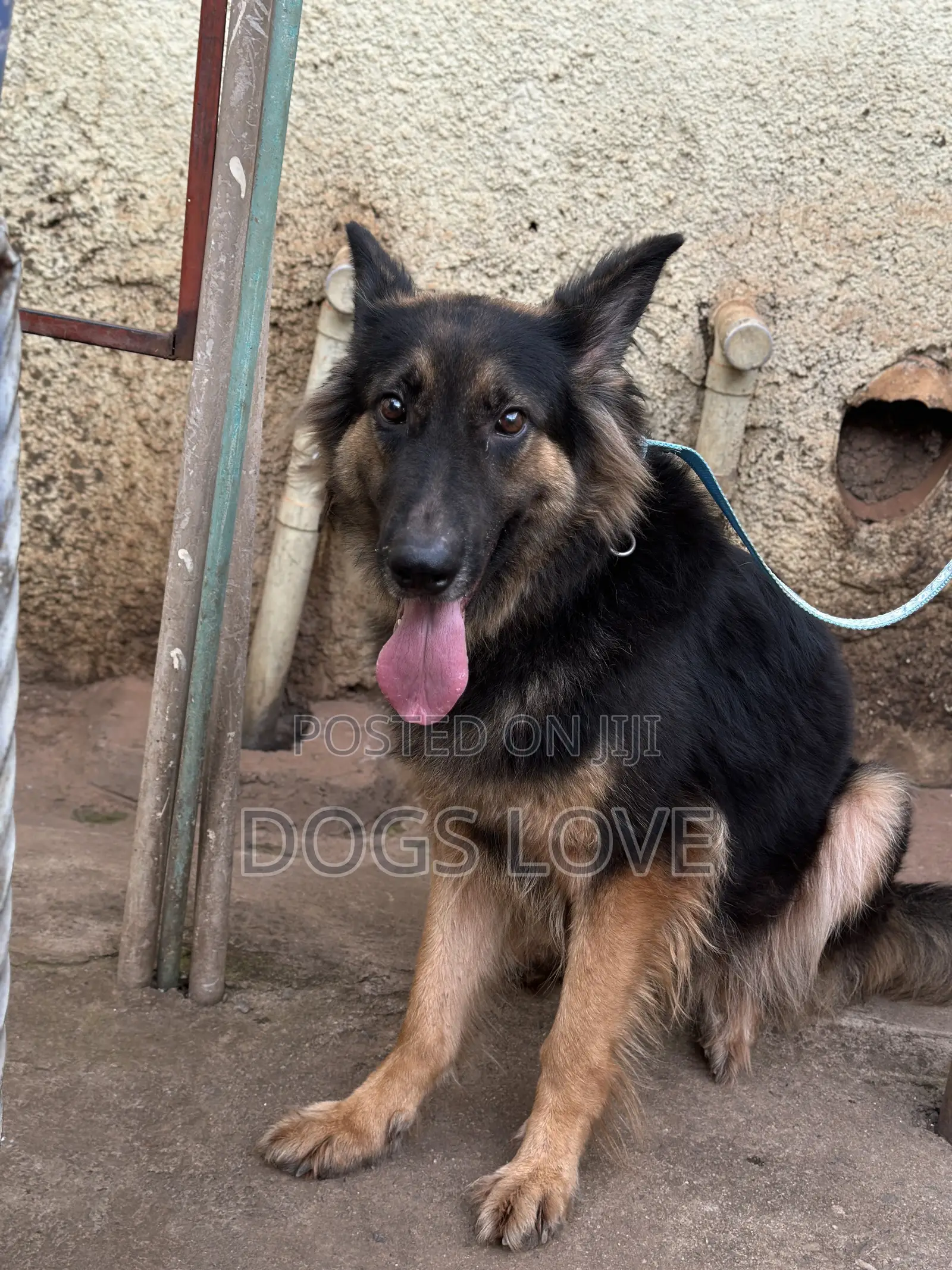 6-12 months Male Purebred German Shepherd