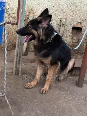 6-12 months Male Purebred German Shepherd