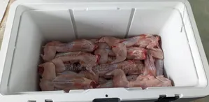 Rabbits Meat