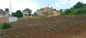 Plot on Sale in Kira Nsasa