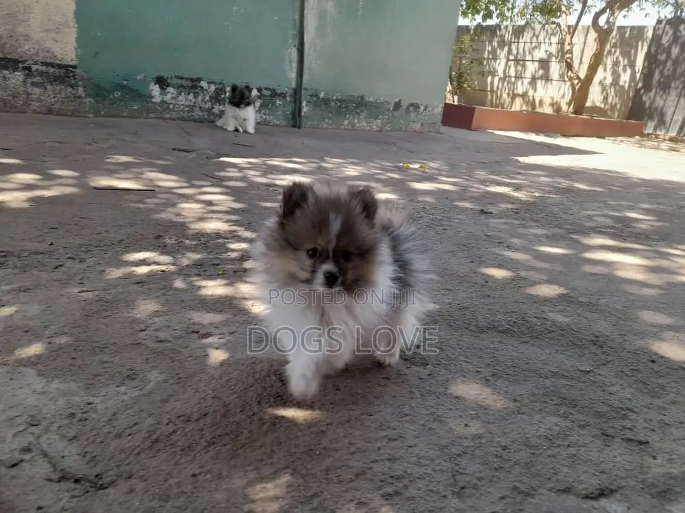 3-6 months Female Purebred Pomeranian