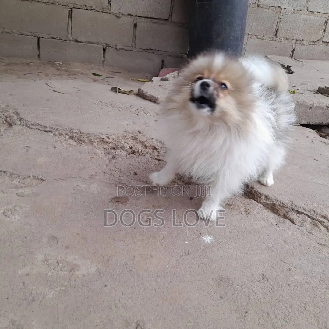 3-6 months Female Purebred Pomeranian