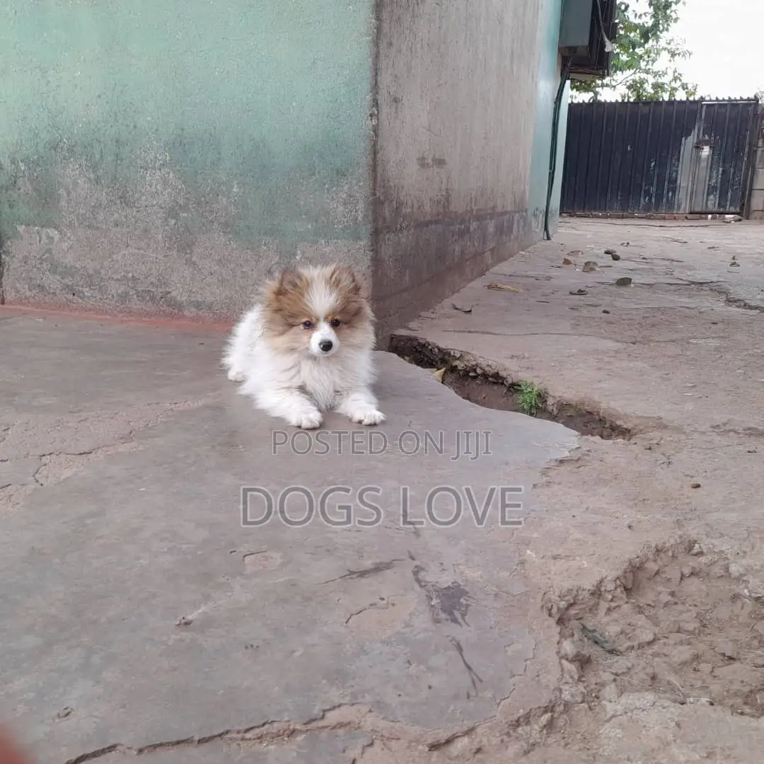 3-6 months Female Purebred Pomeranian