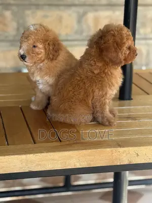 1-3 months Male Purebred Poodle