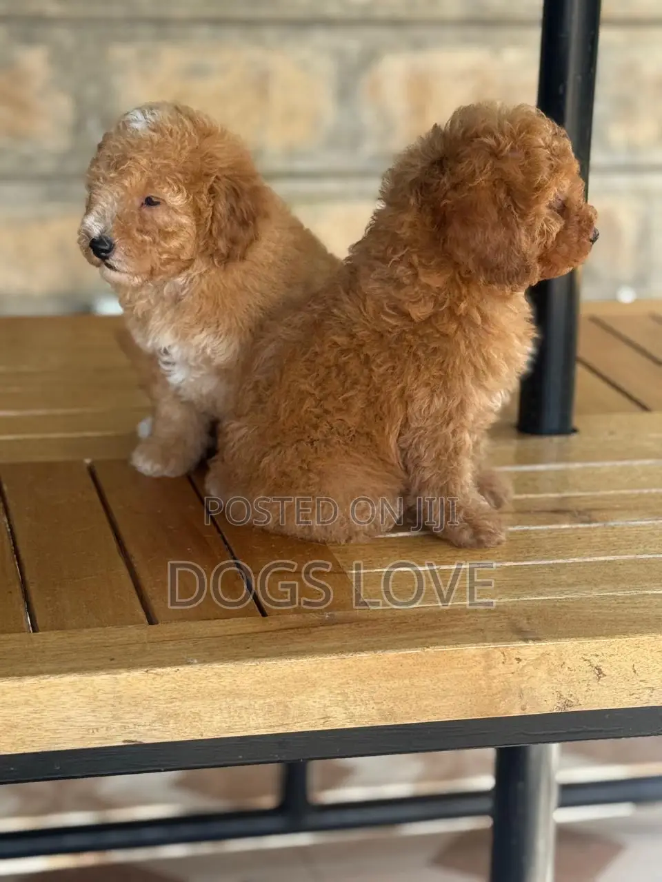 1-3 months Male Purebred Poodle