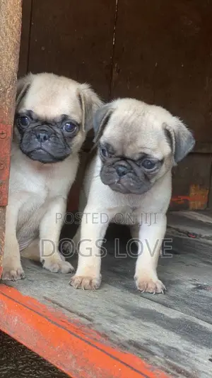 1-3 months Male Purebred Pug