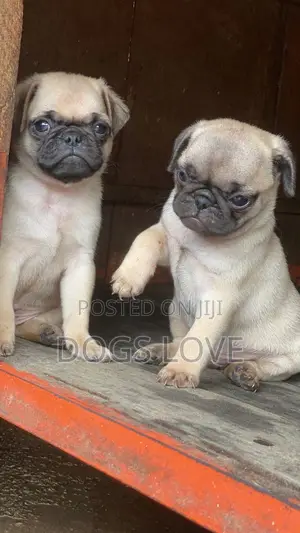 1-3 months Male Purebred Pug