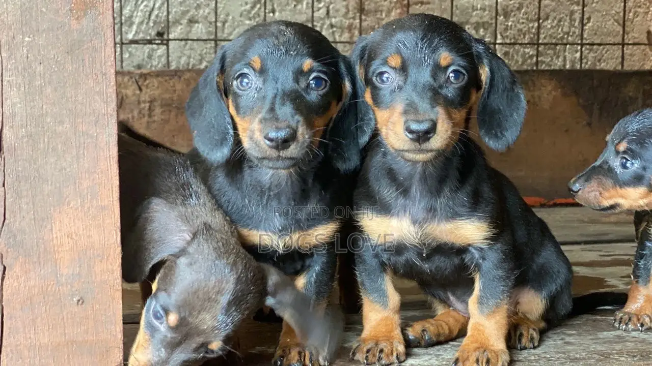 1-3 months Male Purebred Dachshund