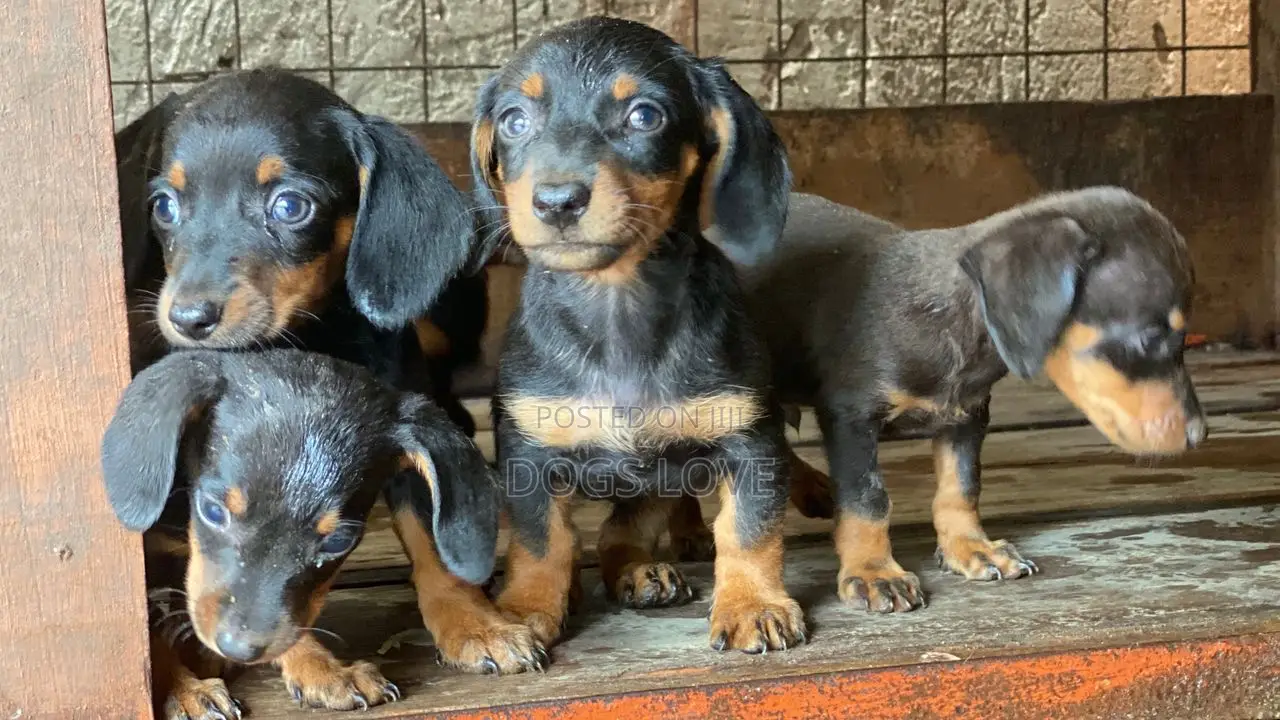 1-3 months Male Purebred Dachshund