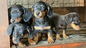 1-3 months Male Purebred Dachshund
