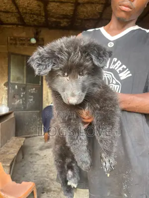 1-3 months Male Purebred German Shepherd