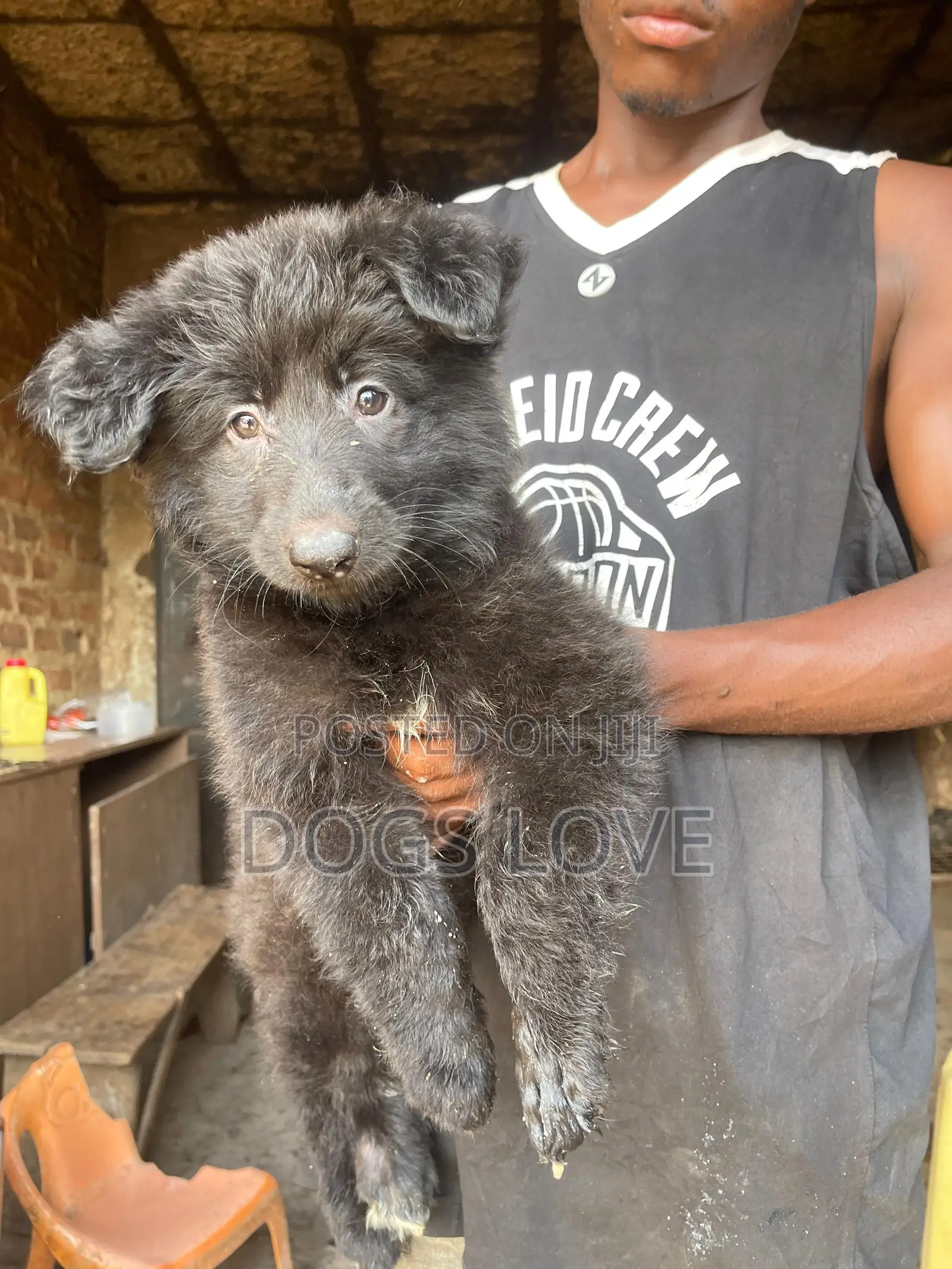 1-3 months Male Purebred German Shepherd