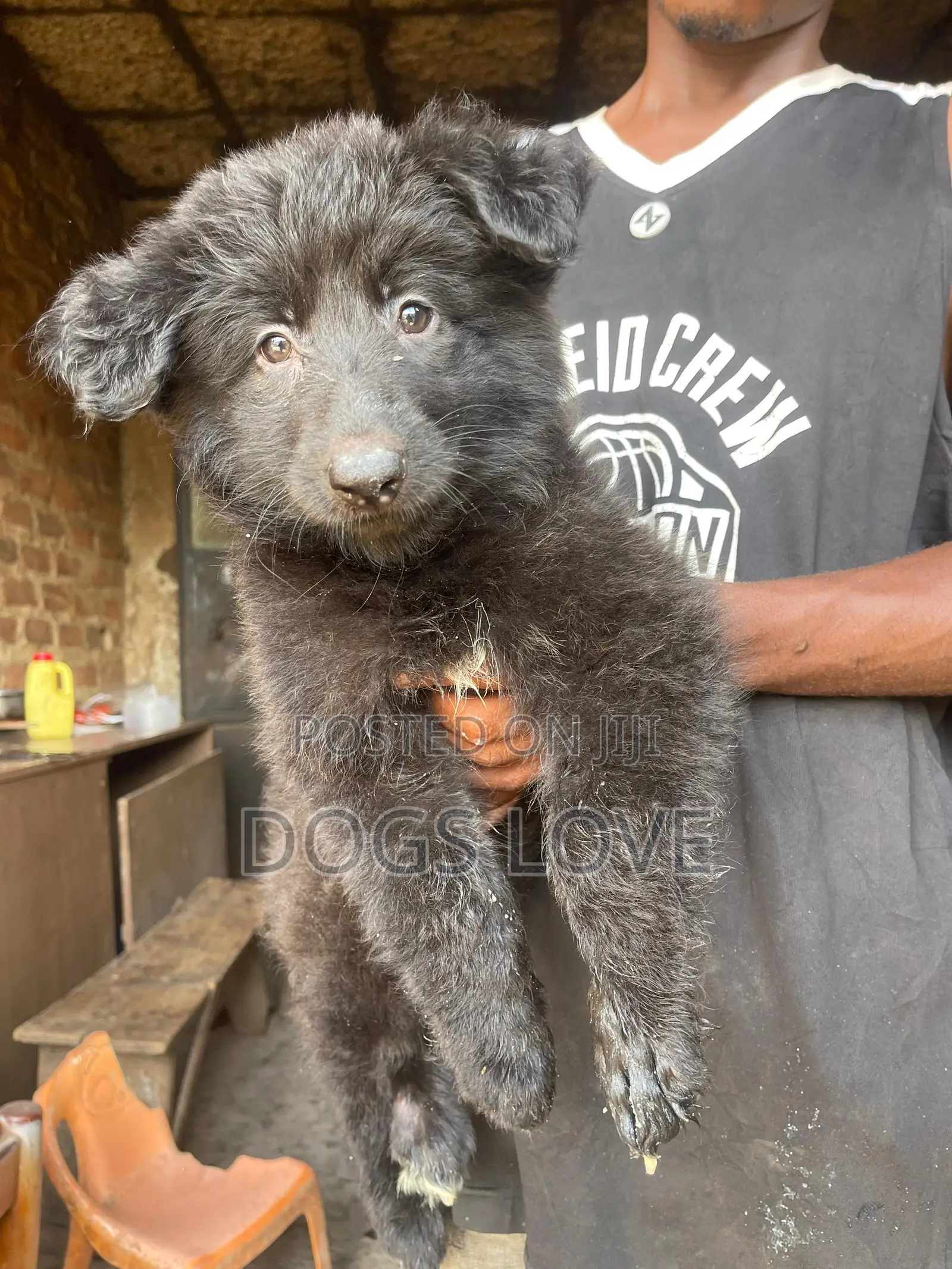 1-3 months Male Purebred German Shepherd