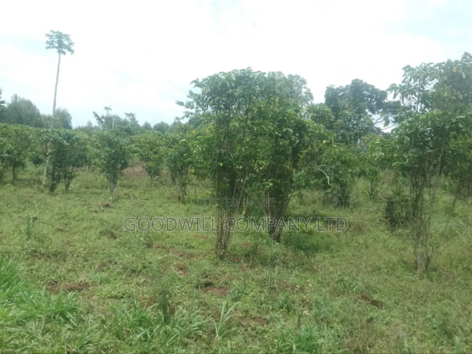 1 Acre of Land in Kigenda Nkokonjeru