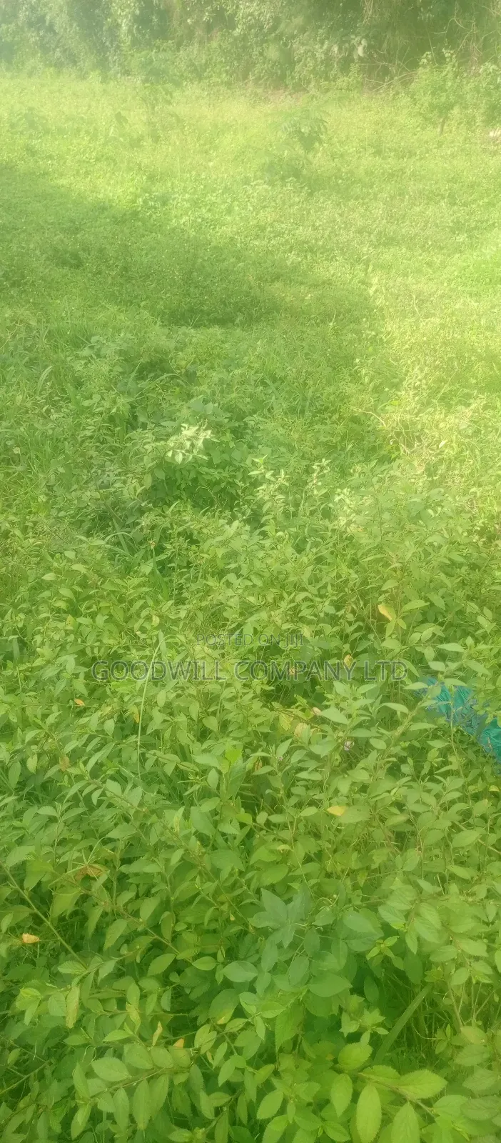 7 Acres Lugasa Nkokonjeru Along Nyenga Jinja Express Highway