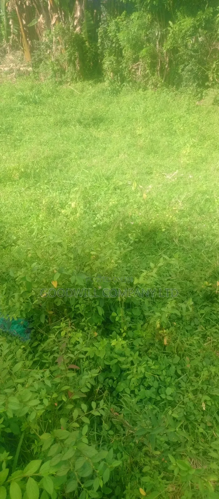 7 Acres Lugasa Nkokonjeru Along Nyenga Jinja Express Highway