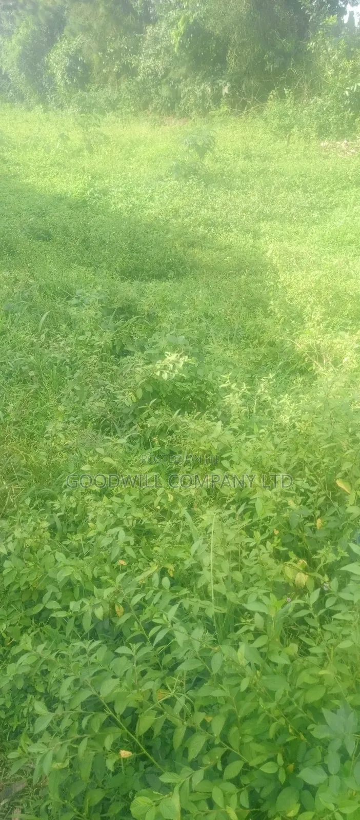 7 Acres Lugasa Nkokonjeru Along Nyenga Jinja Express Highway