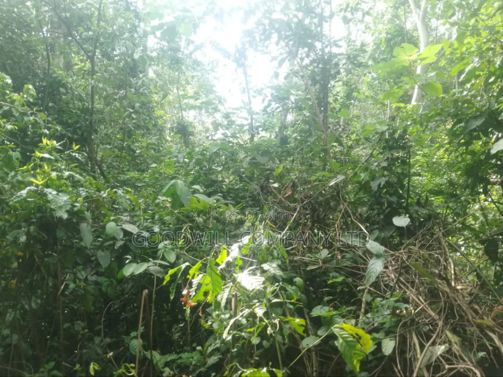 30acres of Land in Nangunga Nkokonjeru Mukono-Katosi-Rd