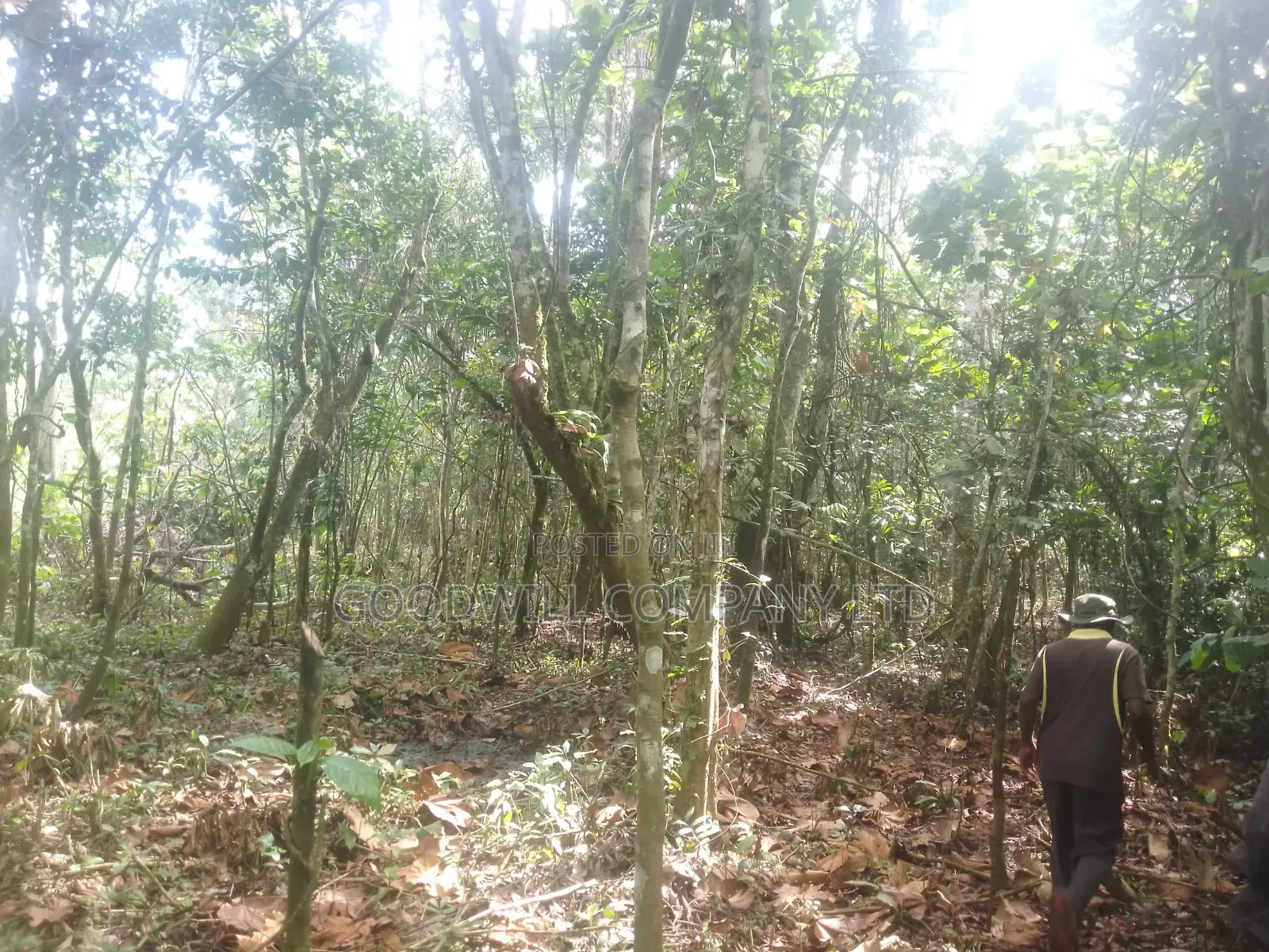 30acres Banda for Sale , Nakisuunga Subcounty,Mukono District
