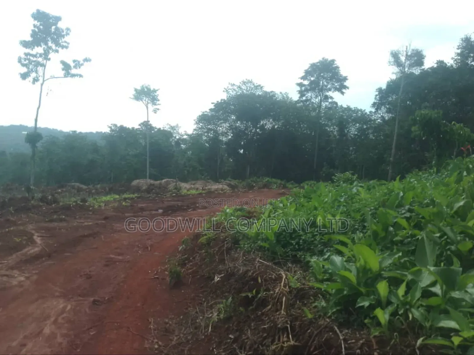 30acres Banda for Sale , Nakisuunga Subcounty,Mukono District