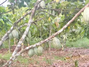 62 Acres of Land in Kasenyi-Ngoma- Ntungamo District