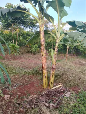 62 Acres of Land in Kasenyi-Ngoma- Ntungamo District