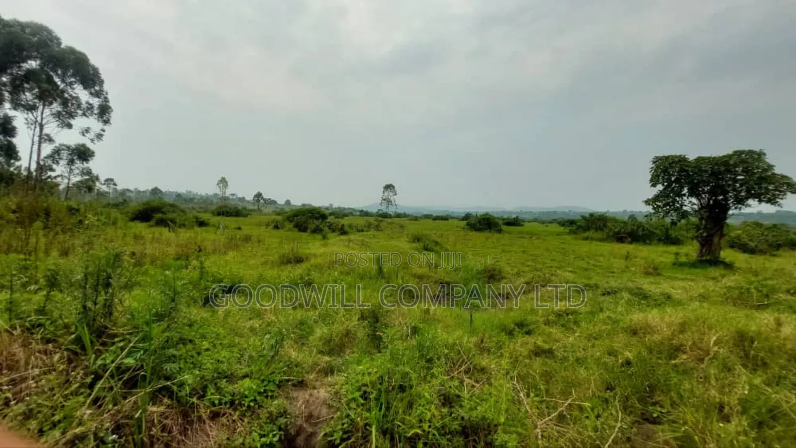 50 Acres of Private Mailo Land in Gomba