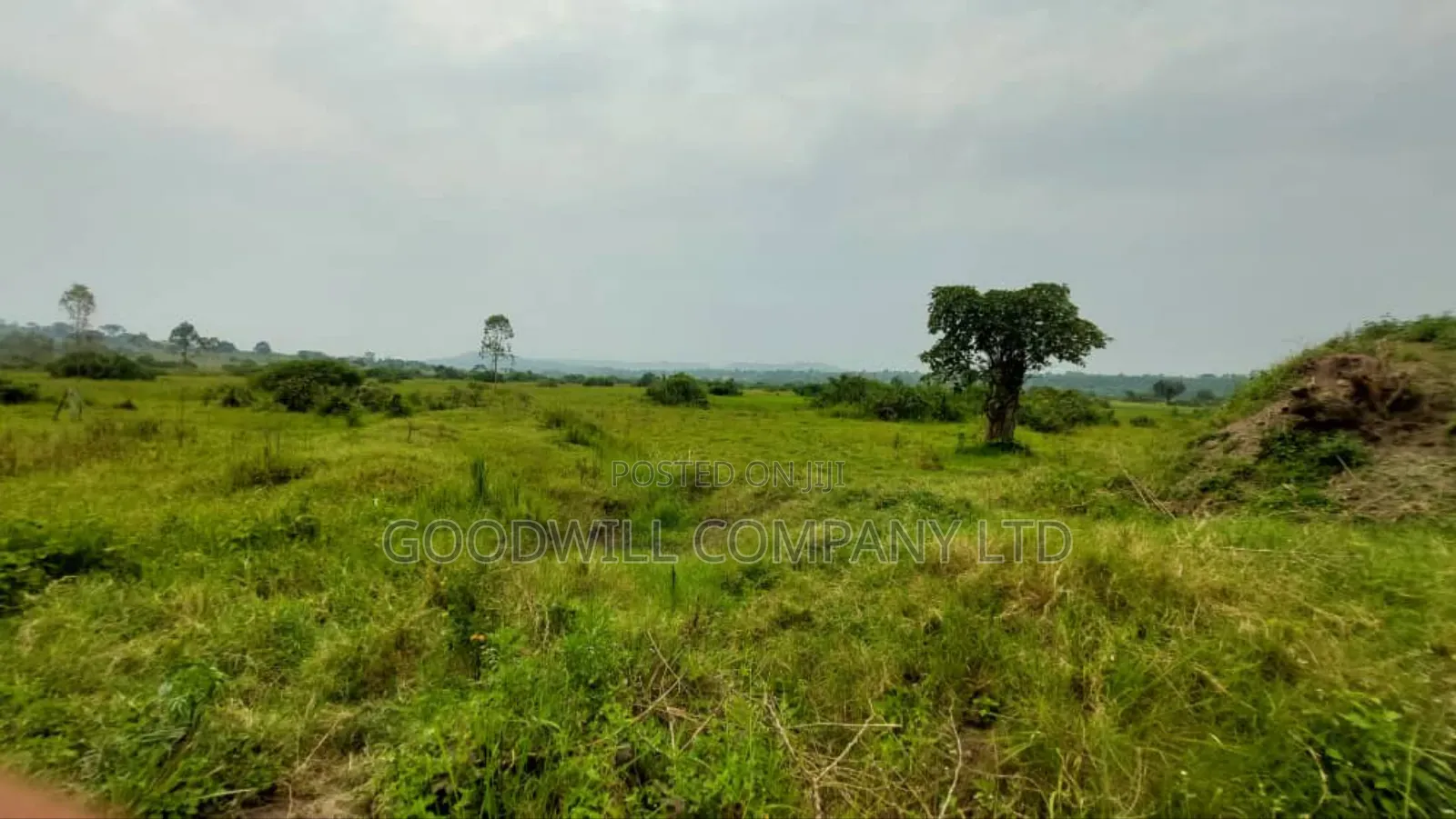 50 Acres of Private Mailo Land in Gomba