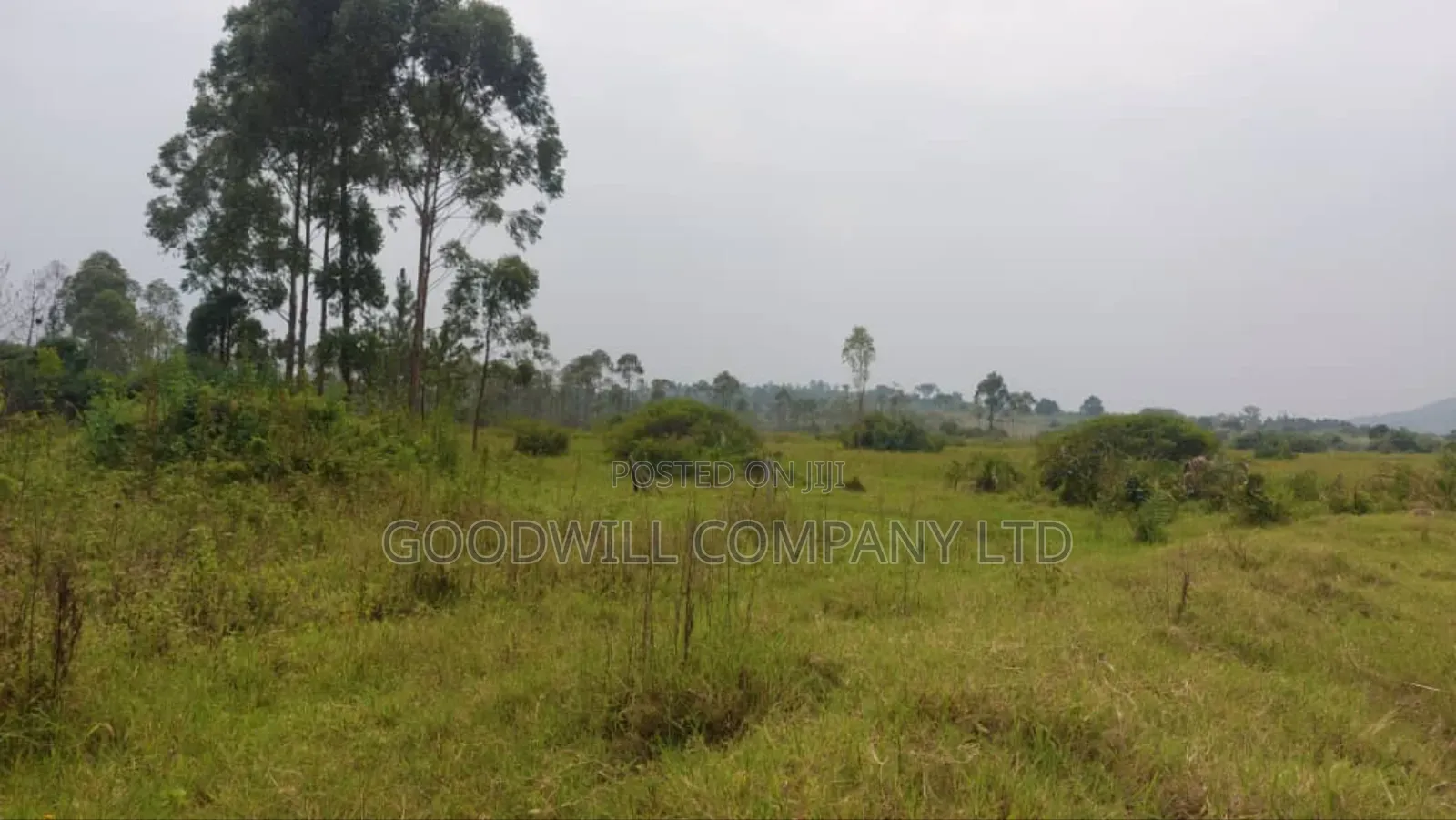 50 Acres of Private Mailo Land in Gomba